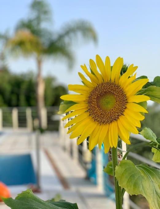 Marine'S Lux Villa:Golden Sunset Kalamata Ngoại thất bức ảnh